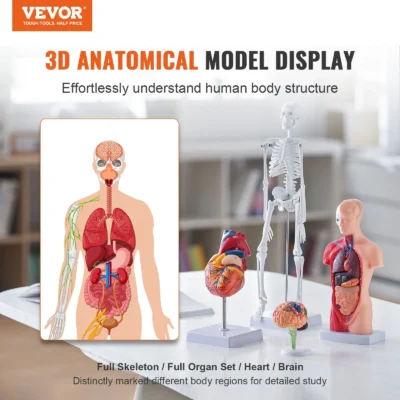 Human Anatomy Models Bundle Set